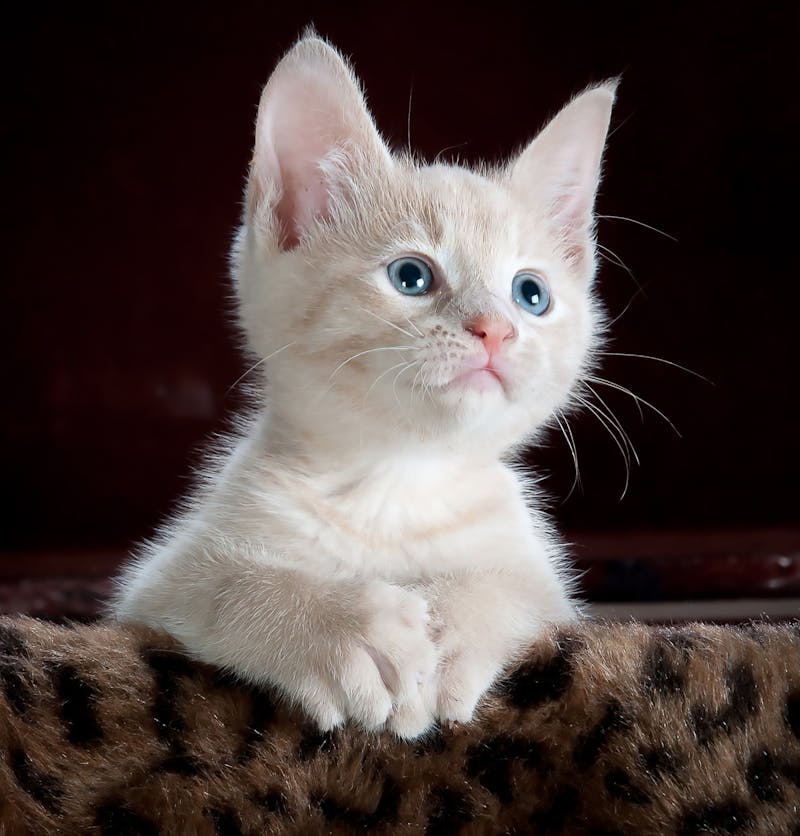 Adorable kitten portrait photography