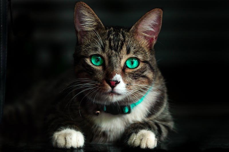 Cat portrait with expressive eyes