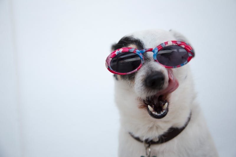 Happy dog at a pet event