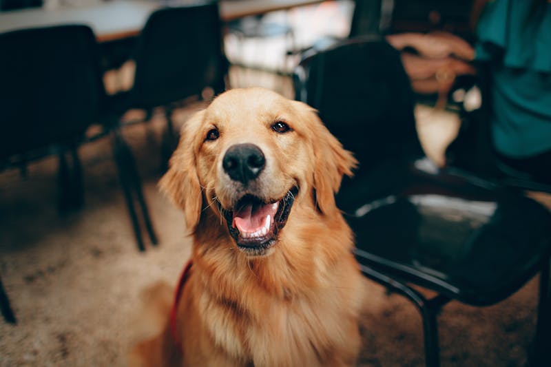 Dog portrait with natural background