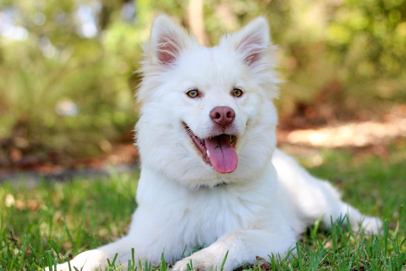 Playful dog portrait by PawPlay Studios