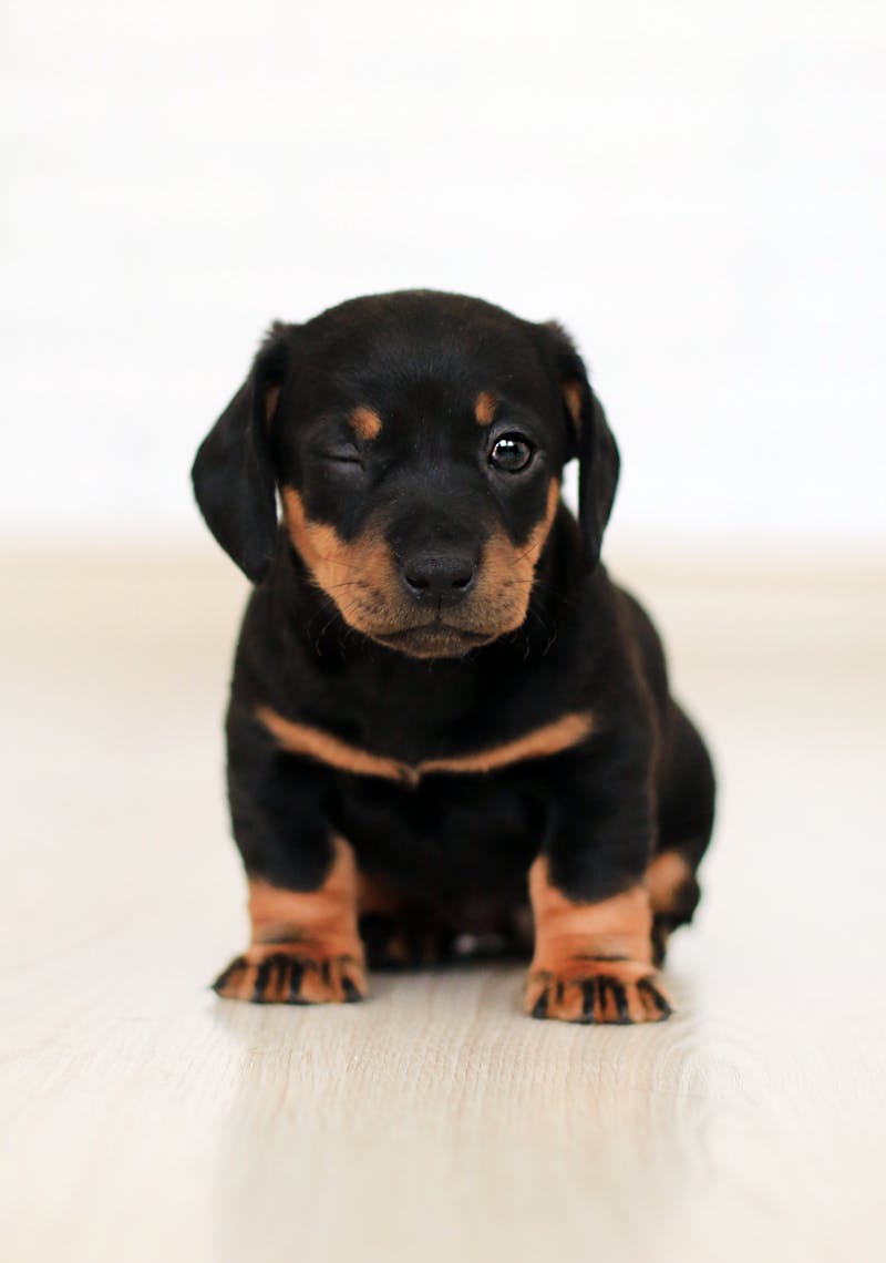 Close-up dog portrait photography