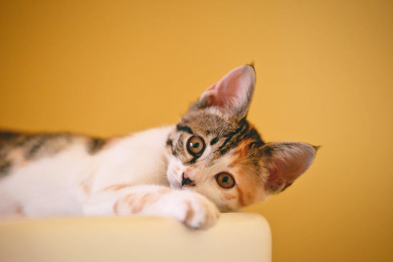 Pet and owner bonding during a portrait session