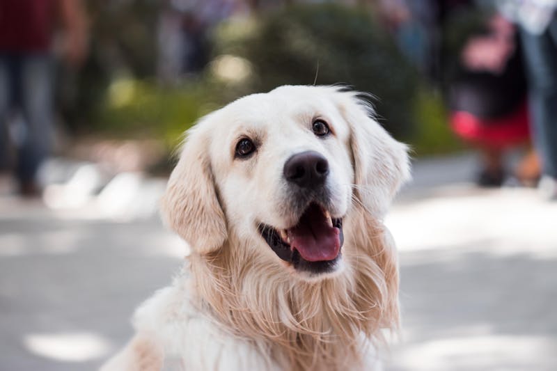 Indoor studio pet portrait with professional lighting