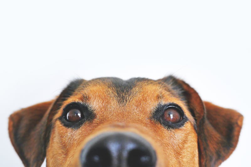 PawPlay Studios and partner veterinary collaboration